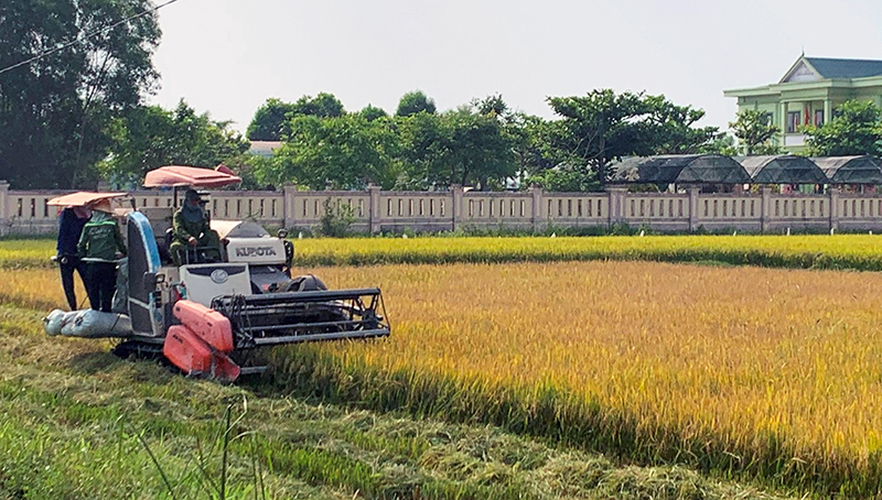 Nông dân thu hoạch lúa đông-xuân.