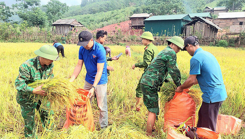 CB,CS Đồn Biên phòng CKQT Cha Lo giúp đồng bào gặt lúa