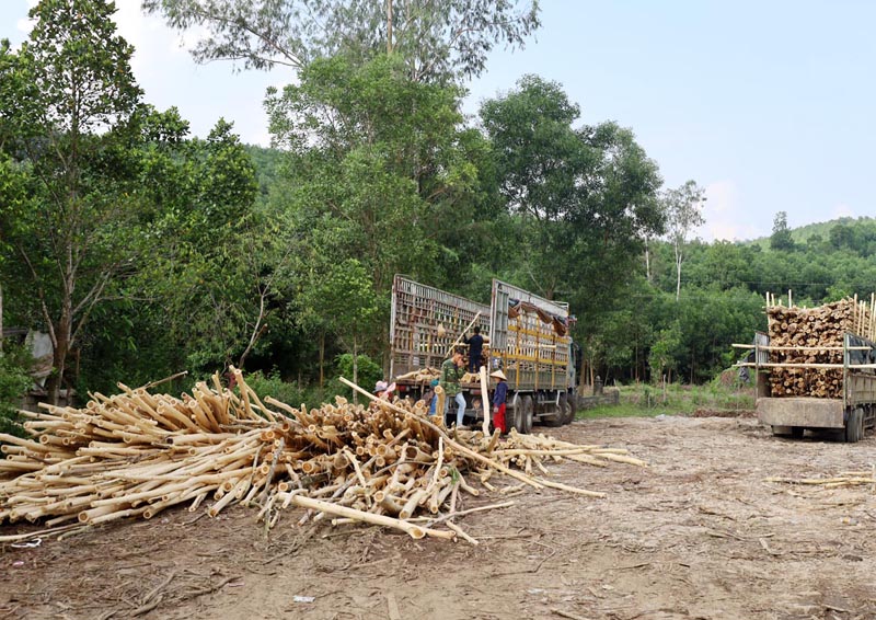 Một hoạt động thu mua, khai thác gỗ rừng trồng tại địa bàn huyện Minh Hóa.