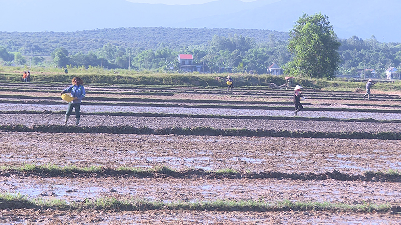 Nông dân Quảng Trạch đẩy nhanh tiến độ xuống giống vụ hè-thu 2024.