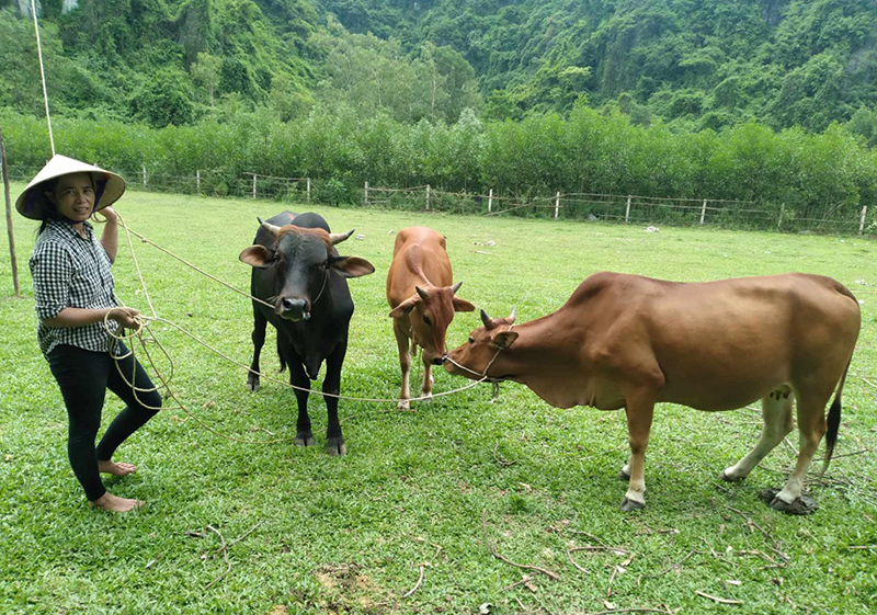 Vốn vay chính sách xã hội giúp gia đình chị Nguyễn Thị Quang, xã Phúc Trạch đầu tư phát triển chăn nuôi.