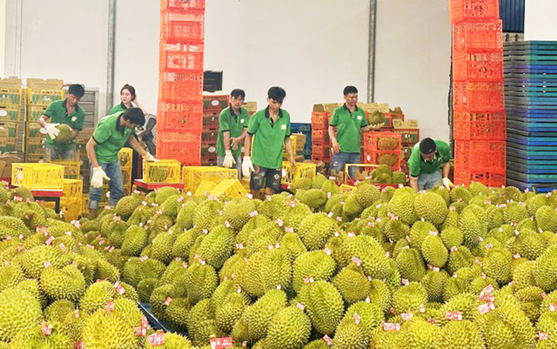 Thúc đẩy xuất khẩu nông sản sang Trung Quốc thông qua các Nghị định thư