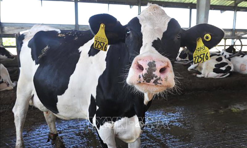 Những điều cần biết cúm gia cầm lây cho bò sữa và người