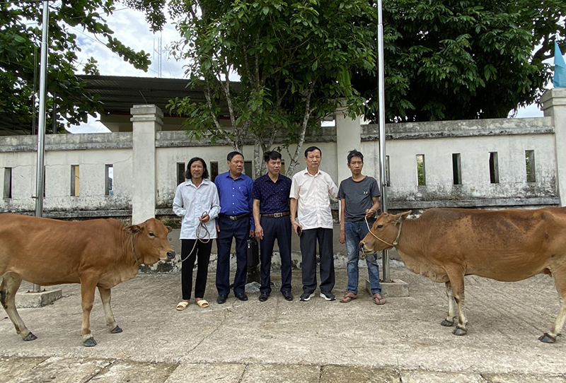 Trao bò giống cho người dân trên địa bàn.