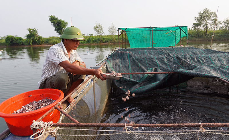 Nuôi cá lồng trên sông đem lại thu nhập ổn định cho người dân thôn Phú Ninh, xã Duy Ninh.