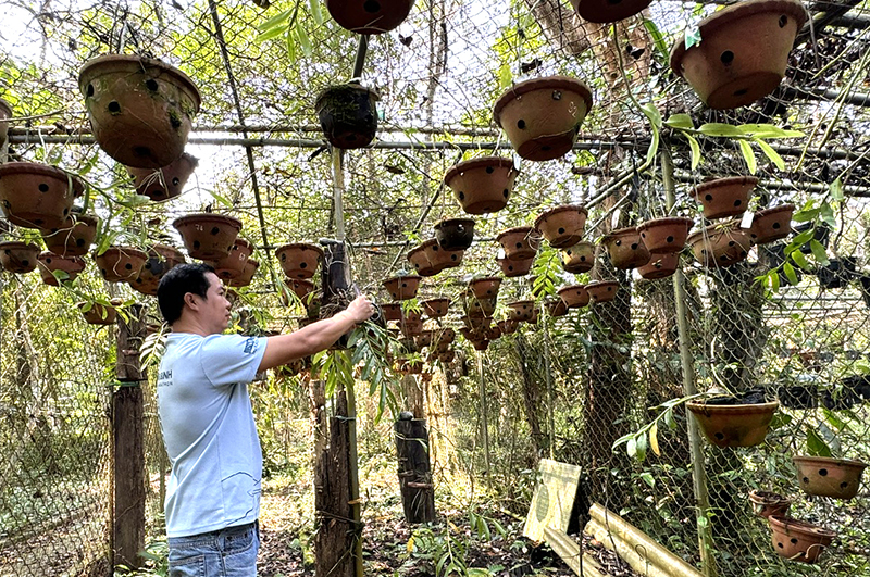 Nghiên cứu, bảo tồn các giống lan tại Vườn Quốc gia Phong Nha-Kẻ Bàng.