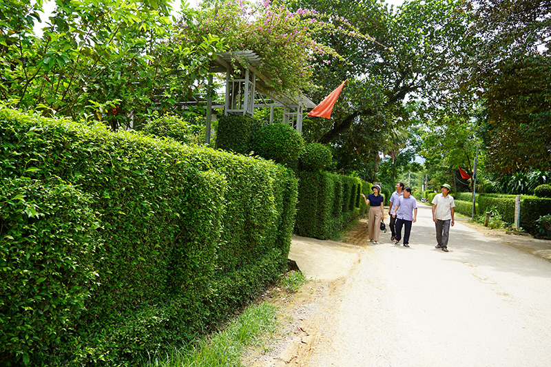 Những hàng rào xanh bằng cây chè tàu ở xã Xuân Hóa (Minh Hóa).