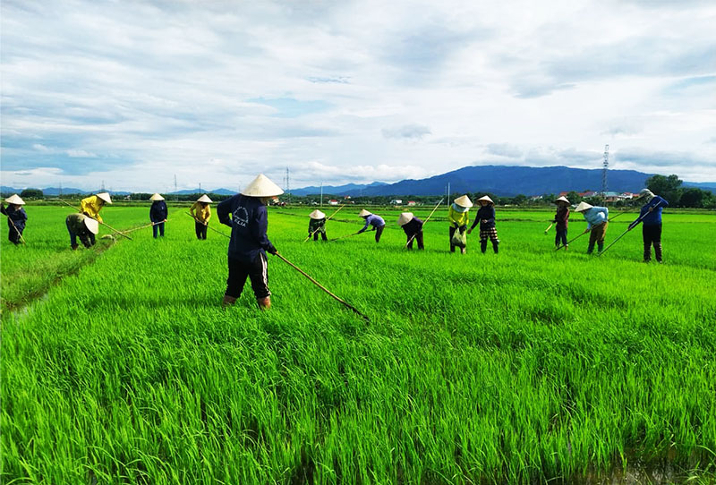 Chị em phụ nữ xã Vạn Trạch (Bố Trạch) giúp công ngày mùa.