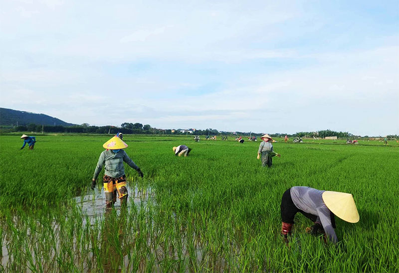 Giúp công ngày mùa cho hội viên ốm đau dài ngày của chị em phụ nữ thôn Đông Duyệt 1, xã Hải Phú (Bố Trạch).