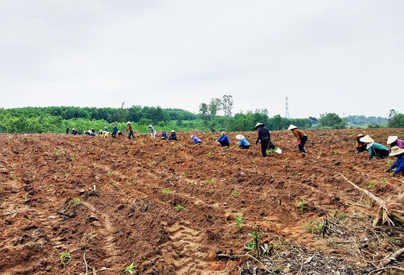 Một buổi giúp công ngày mùa của chị em phụ nữ xã Vạn Trạch (Bố Trạch)