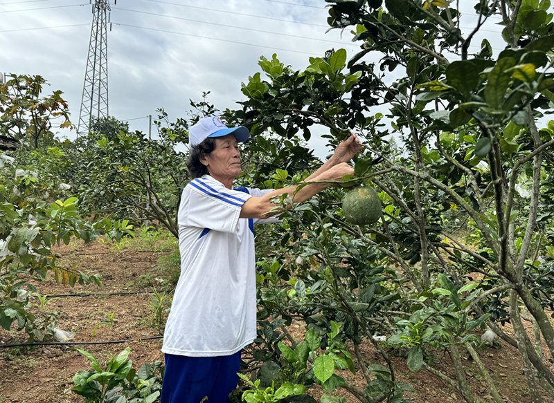 Người dân từng bước ổn định đời sống từ việc hỗ trợ phát triển sản xuất.