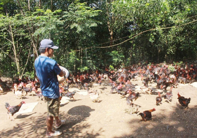 Sau khi được đào tạo nghề, anh Đinh Quang Thao đã phát triển mô hình chăn nuôi hiệu quả.