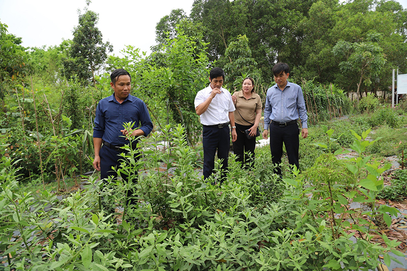 Bảo tồn, phát triển nguồn tài nguyên dược liệu