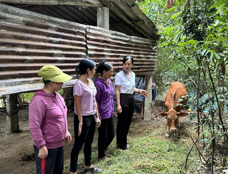 Người nghèo huyện Lệ Thủy có thêm động lực phát triển kinh tế khi được hỗ trợ bò giống.