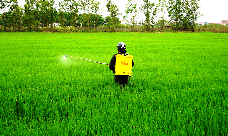 Nông dân phun thuốc trừ sâu bệnh hại lúa.