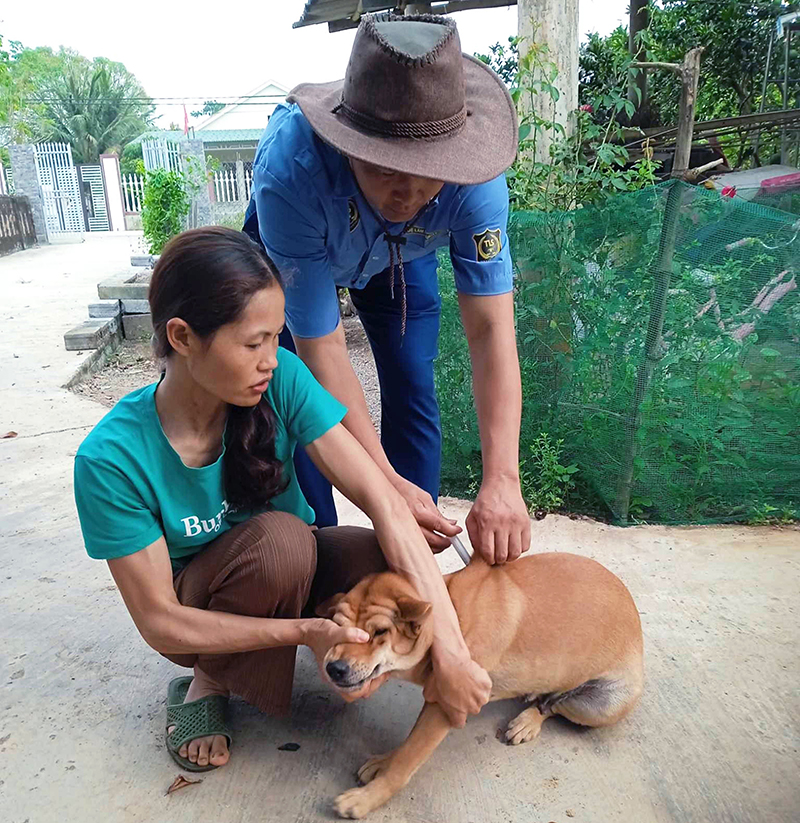 Tiêm vắc-xin phòng dại cho đàn chó. 