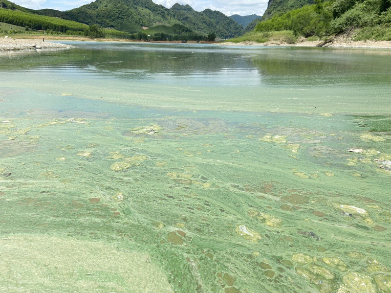 Tình trạng đóng váng xanh, bốc mùi hôi thối rất khó chịu tại hồ thủy lợi Lòng Đèn ở xã Trường Xuân (Quảng Ninh) gần trang trại lợn của Công ty cổ phần Buntaphan Quảng Bình.