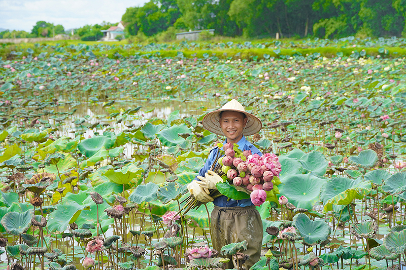 Thu hoạch sen ở thôn Pháp Kệ, xã Quảng Phương.