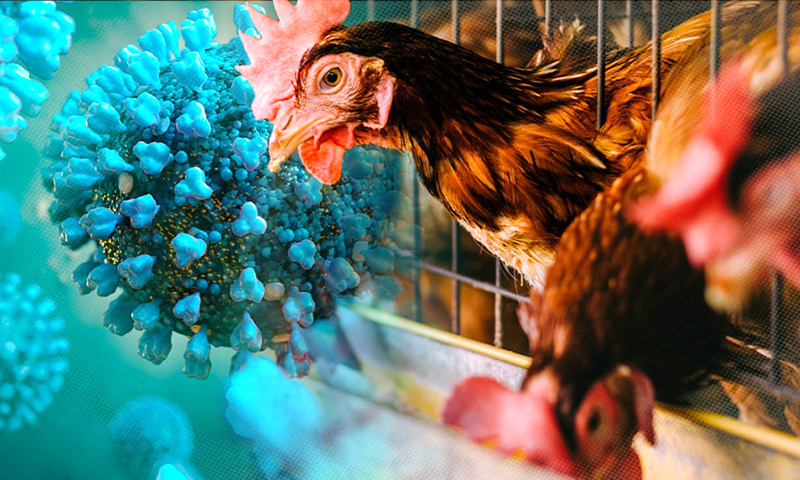 Campuchia phát hiện thêm ca nhiễm cúm gia cầm H5N1 ở người