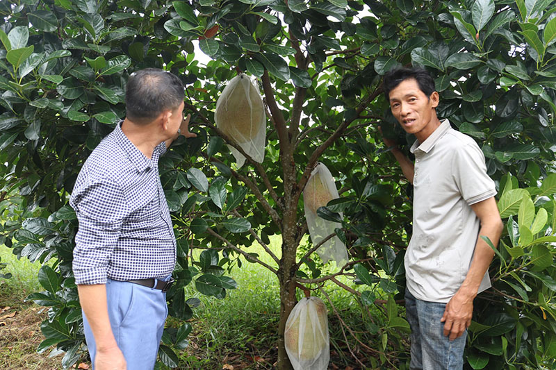 Nông dân tha quan thực tế tại các mô hình trồng mít trên địa bàn huyện Bố Trạch