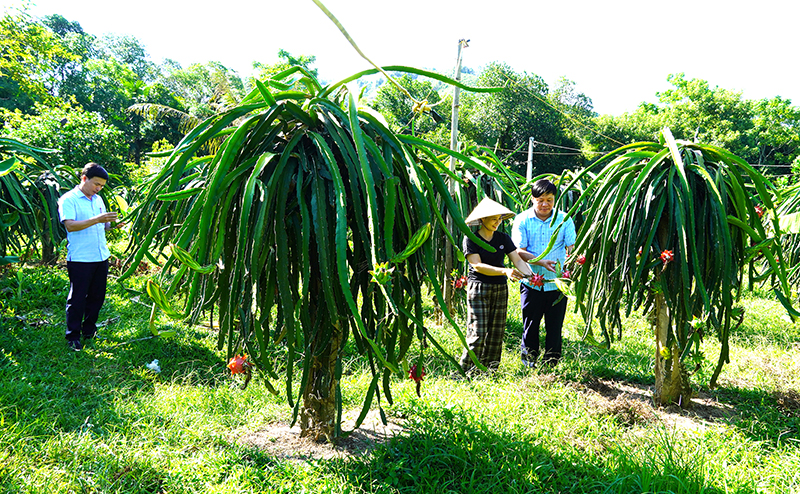Vườn mẫu ở thôn Đồng Tâm, xã Thạch Hóa (Tuyên Hóa).
