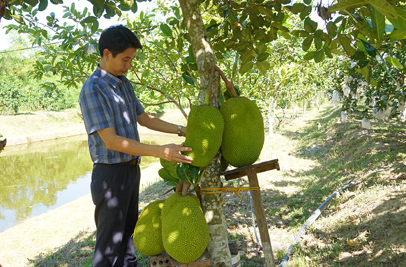 Sản phẩm được sản xuất hữu cơ từ vườn mẫu.