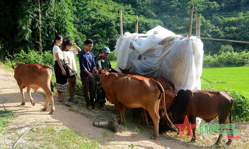 Được bộ đội Đoàn Kinh tế-Quốc phòng 5, Quân khu 4 hỗ trợ bò giống sinh sản đến nay gia đình anh Lương Văn Lưn đã thoát nghèo. 