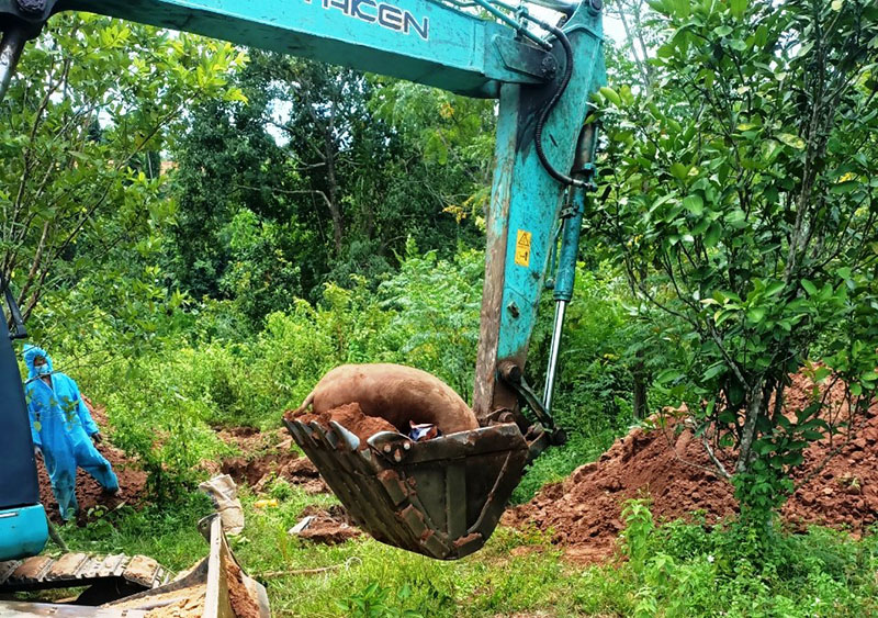 Tiêu hủy lợn bị dịch tả châu Phi tại xã Lâm Hóa (Tuyên Hóa).