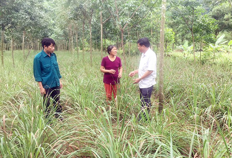 Trồng sả để sản xuất tinh dầu, làm gia vị tại xã Trường Xuân do RDPR hỗ trợ đang giúp cho nhiều người dân thoát nghèo.