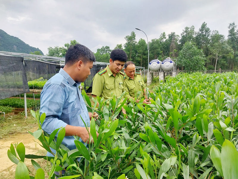 Quản lý chặt chẽ cây giống lâm nghiệp, góp phần phát triển kinh tế rừng trồng bền vững.