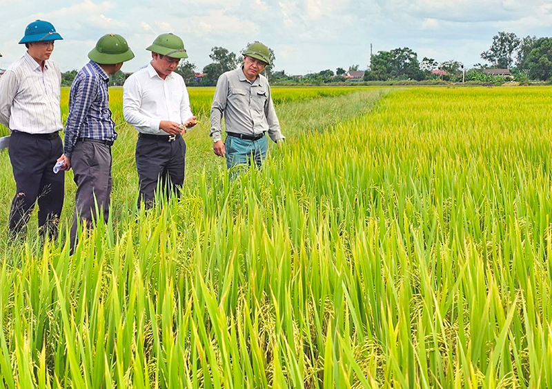 Chuỗi liên kết sản xuất và tiêu thụ sản phẩm lúa sẽ góp phần nâng cao hiệu quả sản xuất và thu nhập cho người dân.