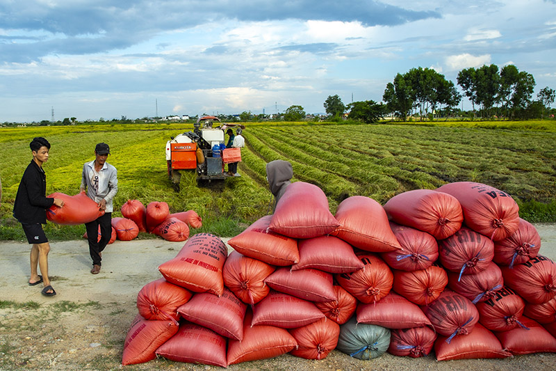 Mùa vàng trên đồng đất Quảng Phong (TX. Ba Đồn).   Ảnh: Lê Thanh Thu