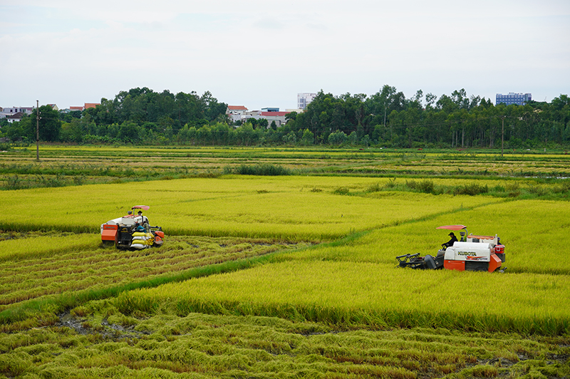 Cho phép cá nhân không trực tiếp sản xuất nông nghiệp được nhận chuyển nhượng quyền sử dụng đất trồng lúa