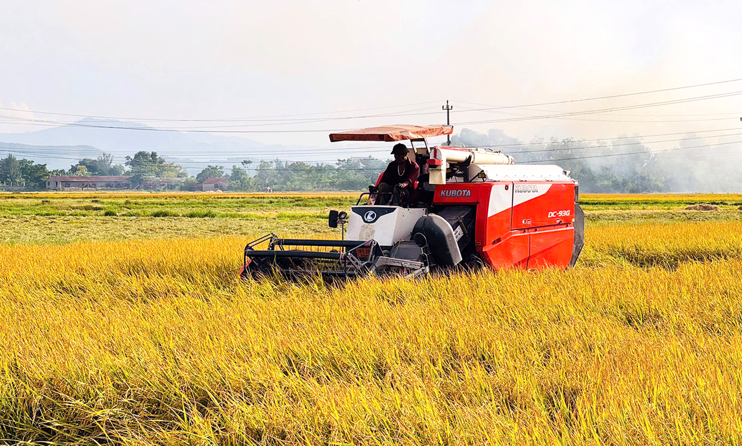 Quảng Ninh: Thắng lợi vụ hè-thu