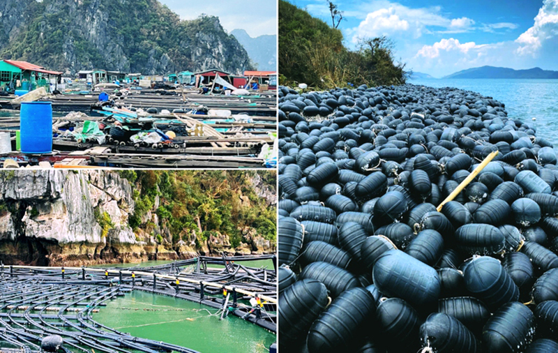 Tập trung triển khai các biện pháp nhanh chóng phục hồi sản xuất nông nghiệp