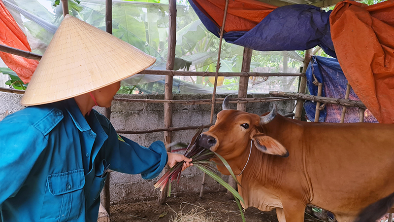 Chăn nuôi đem lại thu nhập ổn định cho người dân huyện Quảng Ninh.