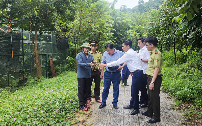 Thả động vật hoang dã về môi trường tự nhiên.