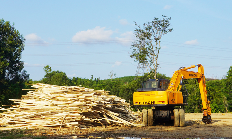 Nhờ trồng và khai thác gỗ rừng trồng đã giúp nhiều người dân huyện Lệ Thủy vươn lên thoát nghèo.