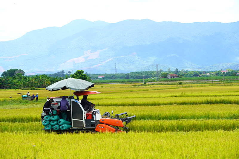 Bố Trạch: Sản lượng lương thực tăng 6,3% so với cùng kỳ