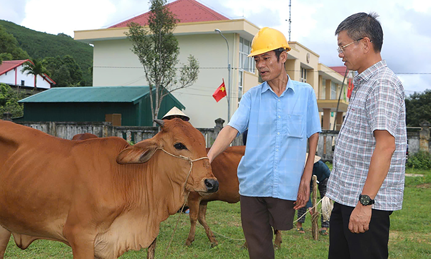 Trao bò sinh sản cho hộ hội viên nông dân nghèo
