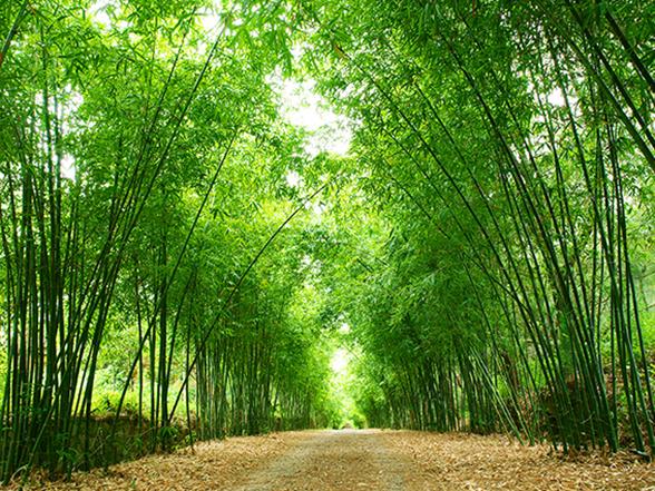Lục bát tháng mười