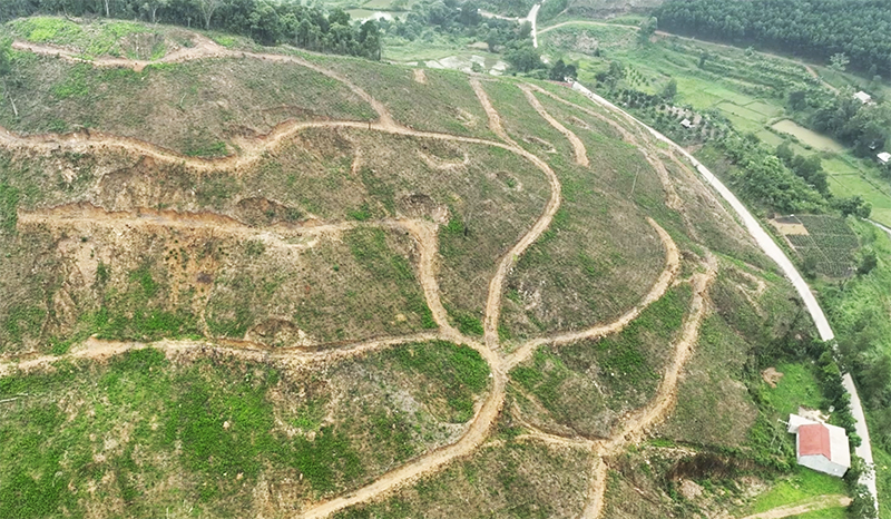 Nguy cơ sạt lở đất do khai thác gỗ rừng trồng