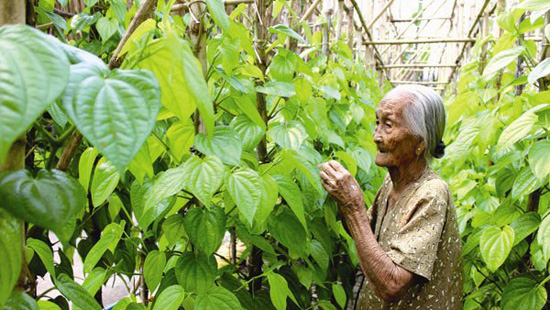 Giàn trầu của mẹ