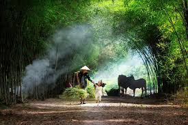 Làng ơi!