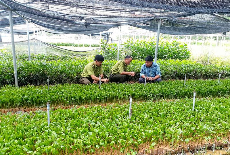 Vườn ươm nhân giống keo lai BV16 có quy mô 1.200m2.