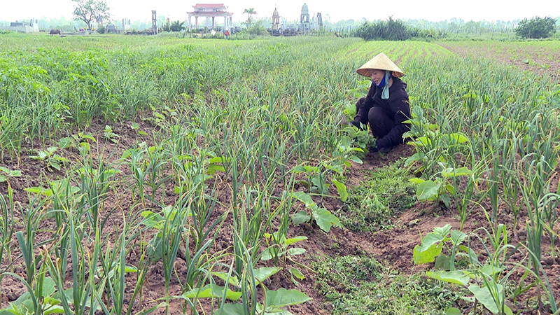 Nông dân xã Quảng Minh chăm sóc tỏi trên đất trồng lúa đã chuyển đổi.