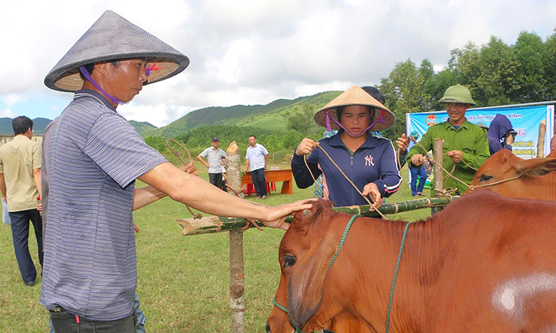 Các hộ nông dân vui mừng khi được nhận bò giống.