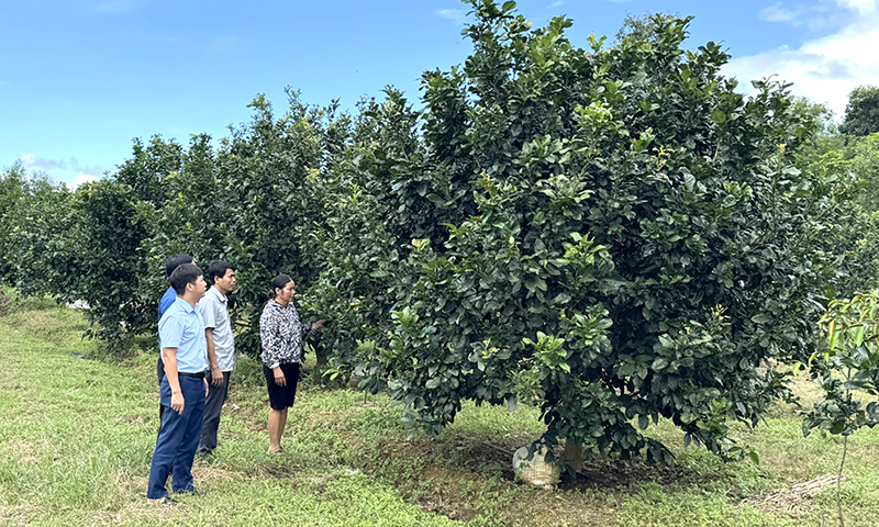 Vườn cam của gia đình anh Nguyễn Văn Bảy, xã Mai Thủy.