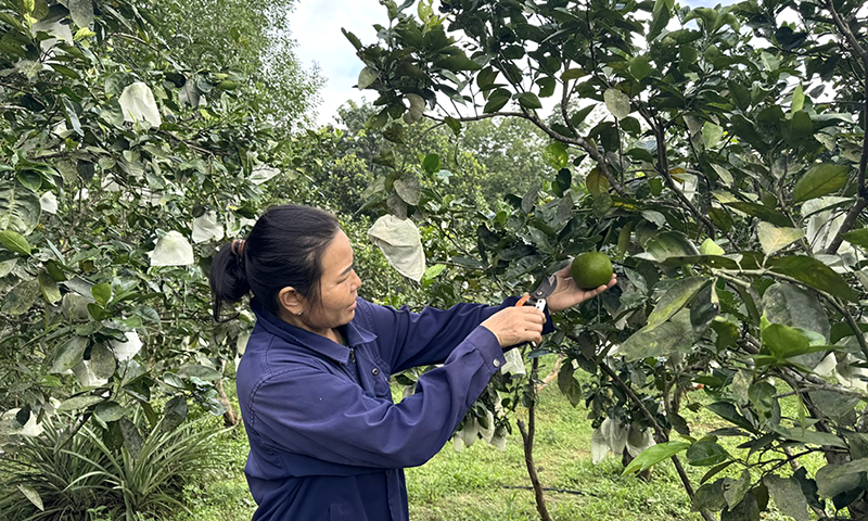 Nông dân xã Trường Thủy thu hoạch cam.