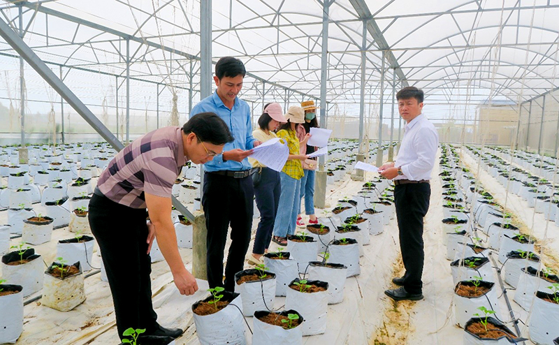 Thử nghiệm trồng dưa kim hoàng hậu